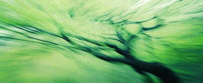 绿色植物树木绚丽虚幻背景(1712x704)