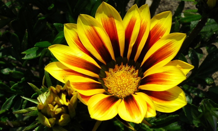 杂色菊花朵盛开图片