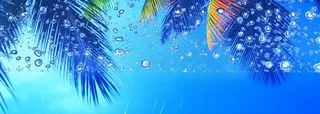 夏日椰树水珠冰爽背景
