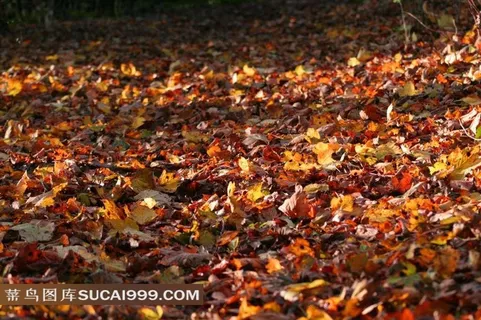 地上的落叶和阳光