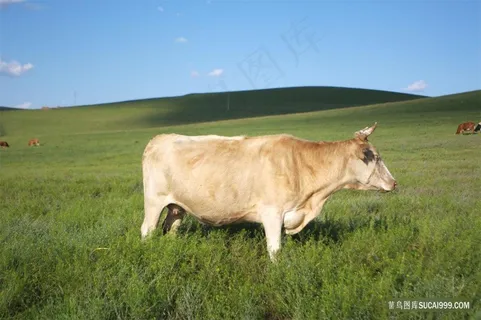 草原牛风景图片