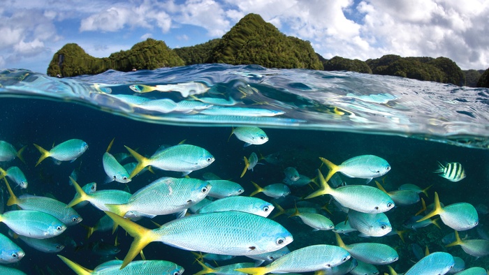 高清海洋鱼儿