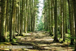 笔直的桦树树林图片素材