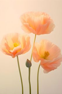 鲜花粉色唯美意境摄影