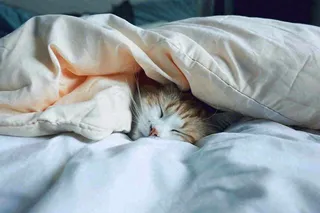 被窝里睡觉的猫猫，可爱的动物摄影图