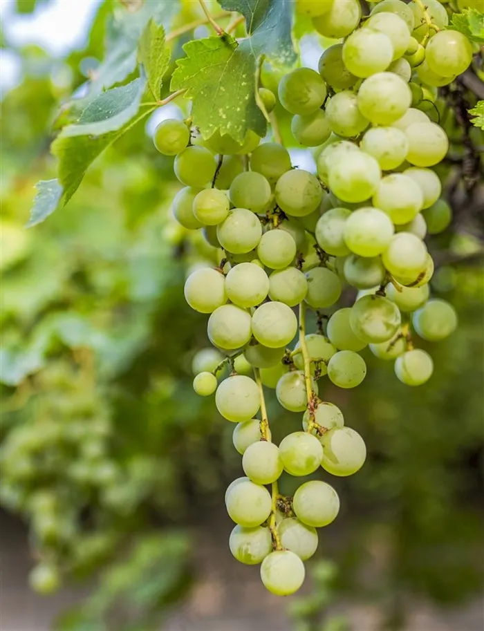 果园里的夏天绿色葡萄