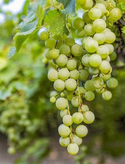 果园里的夏天绿色葡萄