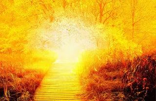 梦幻森林风景图片下载