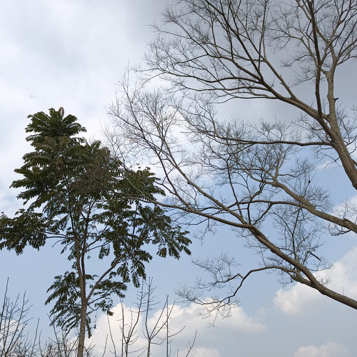 蓝色天空与树木风景图