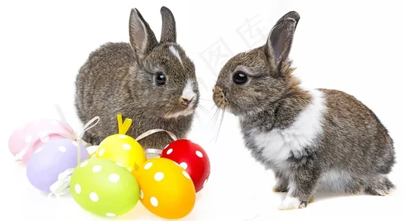 玩球的两只灰色小兔子图片