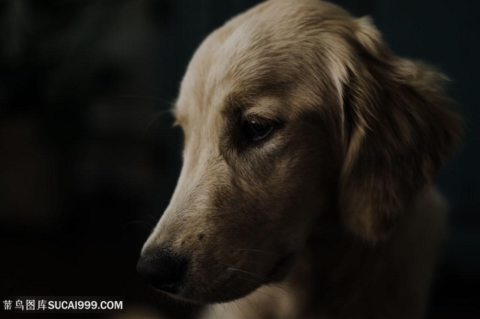 萨普兰尼那客犬