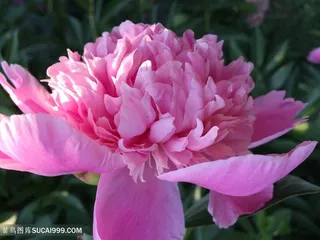 高清唯美盛放的粉色牡丹花图片