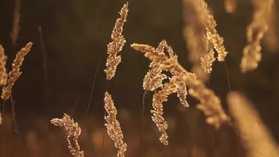 草, 干燥, 秋天, 风, 太阳, 日落, 夏天, 情绪