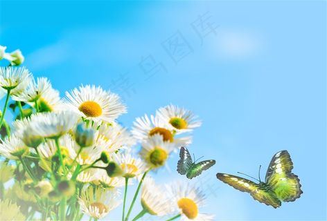 唯美花朵上飞舞的蝴蝶高清图片素材