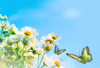 唯美花朵上飞舞的蝴蝶高清图片素材