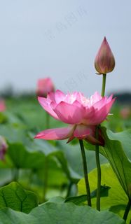 夏日荷塘荷花图片