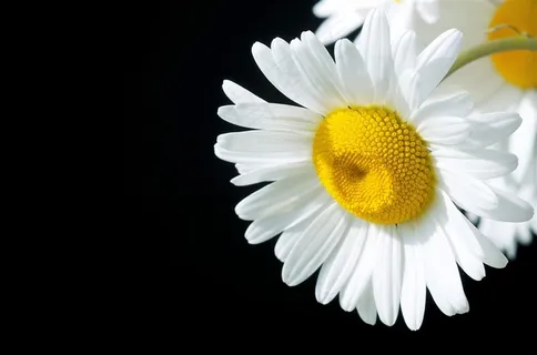 美丽的白色菊花鲜花高清图片 美丽的白色菊花鲜花高清图片