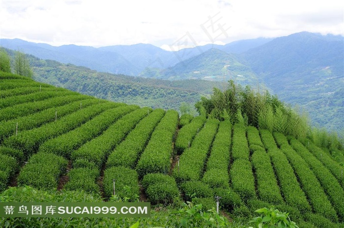 阿里山迷人茶园摄影素材