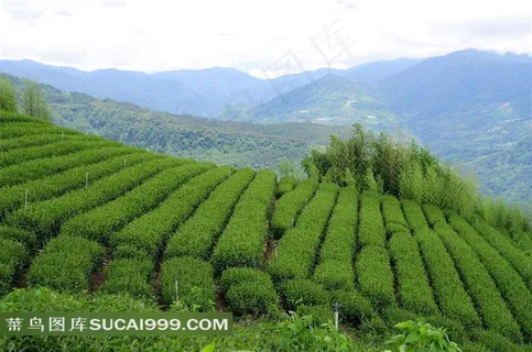 阿里山迷人茶园摄影素材