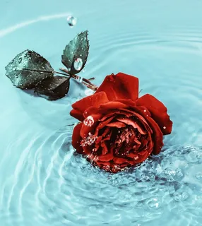 玫瑰花摄影图情人节玫瑰花配图图片 玫瑰花摄影图情人节玫瑰花配图图片