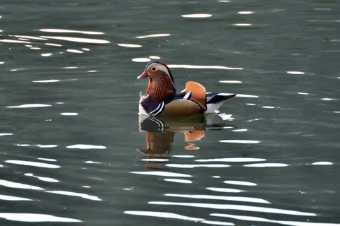 池塘鸳鸯浮水图片 池塘鸳鸯浮水图片