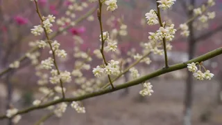 黄白色小花粉色樱花