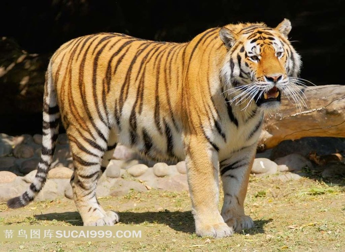 高清大老虎图片下载