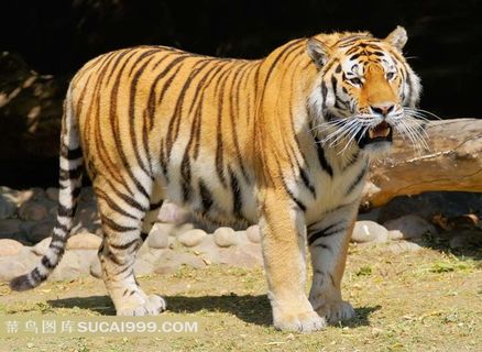 高清大老虎图片下载