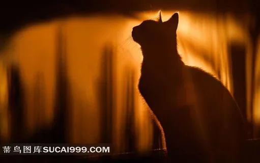 夕阳猫咪素材图片