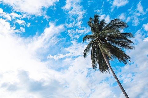 常绿乔木椰子树图片