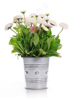 一盆美丽花朵 一盆美丽花朵