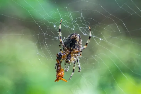大蜘蛛知网摄影图片