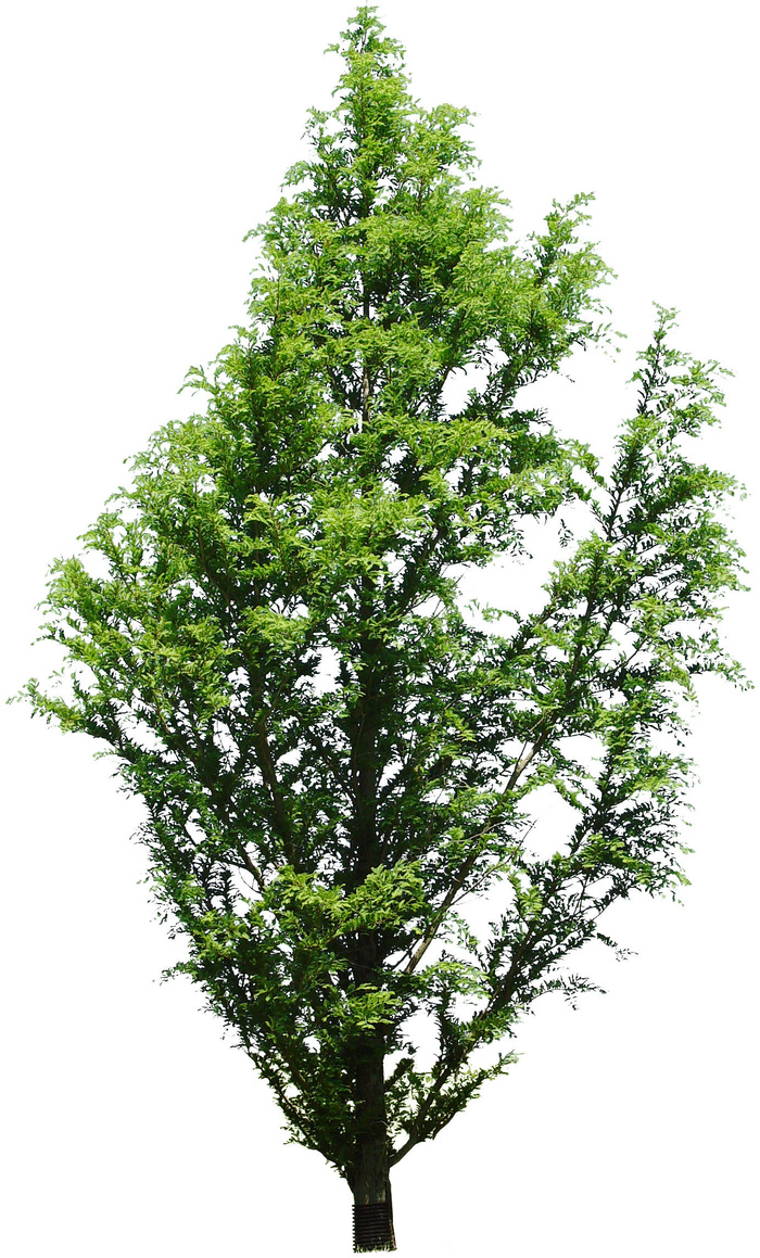 高清树木素材 免抠PSD植物素材 美术绘画园林贴图 树草灌木花草