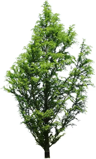 高清树木素材 免抠PSD植物素材 美术绘画园林贴图 树草灌木花草