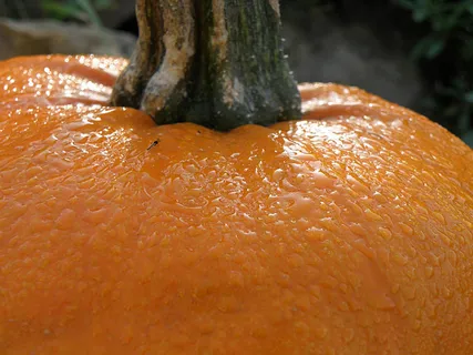 风景 露水 素材拍摄 (92)