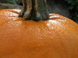 风景 露水 素材拍摄 (92)