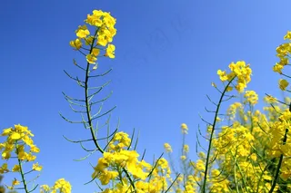 青海湖油菜花图片