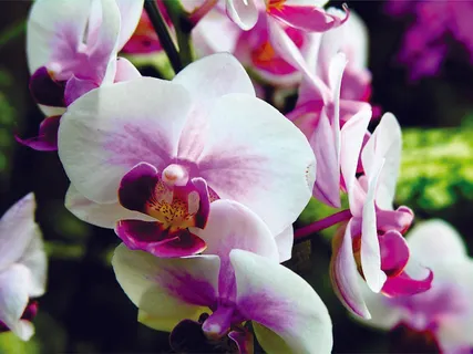 高清鲜花素材图片下载 高清鲜花素材图片下载