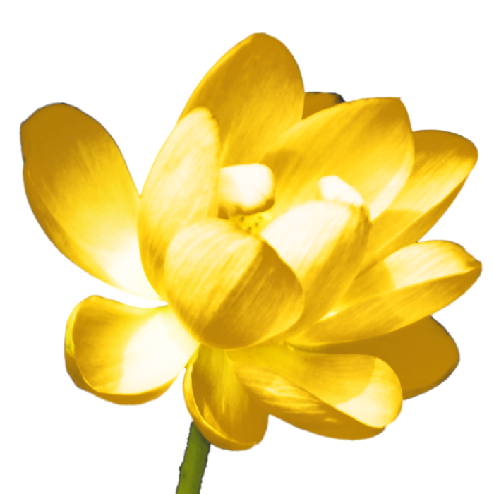 莲花免抠图黄