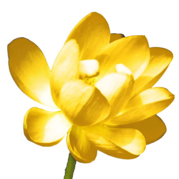 莲花免抠图黄