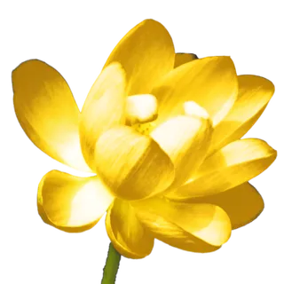 莲花免抠图黄