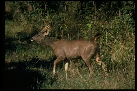 爬行动物 419 爬行动物 419