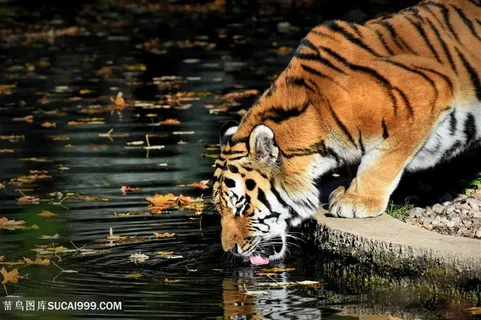 正在喝水的老虎