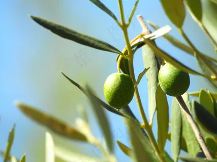 青橄榄高清图片