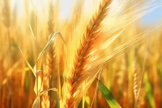 金色小麦创意背景图