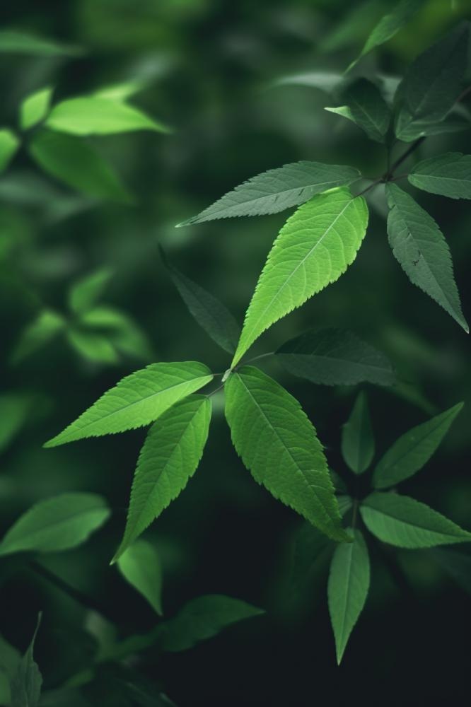 简约树叶清新绿色大气摄影背景