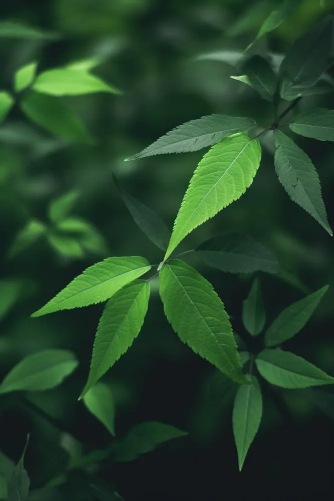 简约树叶清新绿色大气摄影背景