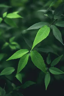 简约树叶清新绿色大气摄影背景