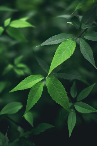 简约树叶清新绿色大气摄影背景