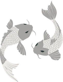 锦鲤图片PNG 锦鲤图片PNG